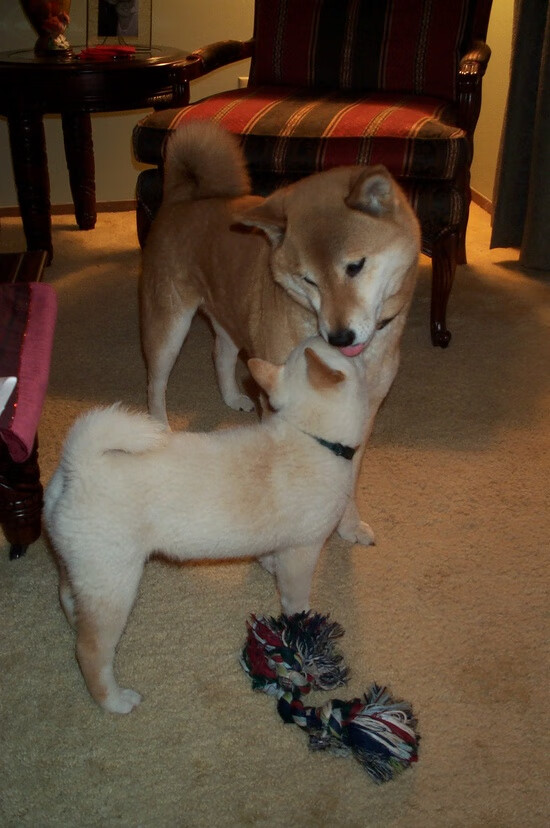 体育赛事风险评估与控制措施，体育赛事风险评估与控制措施包括